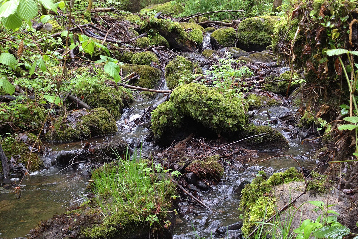 Lille Fulden Bæk Nedstrøms 12X8
