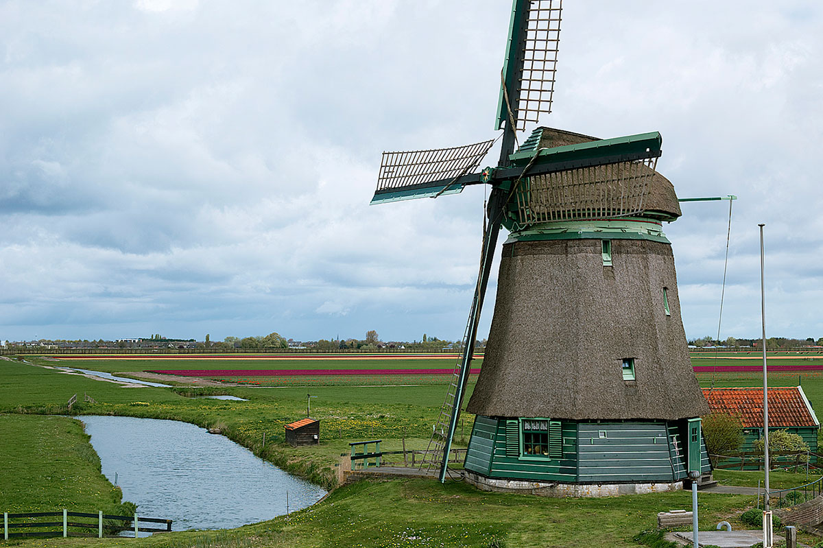 Moelle Tulipaner 12X8 Bwfotodk 138348