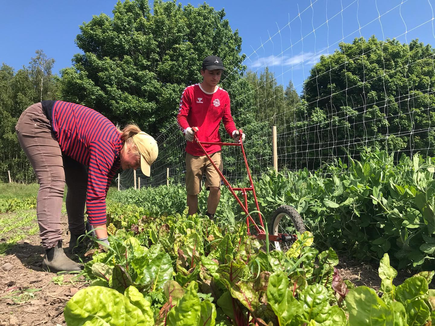 Regenerativ jordbrug