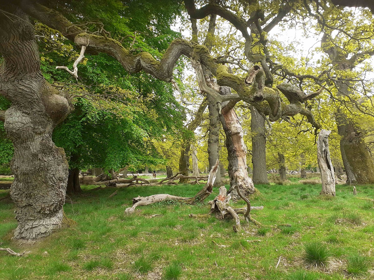 Gammel græsningskov Jægersborg Dyrehave