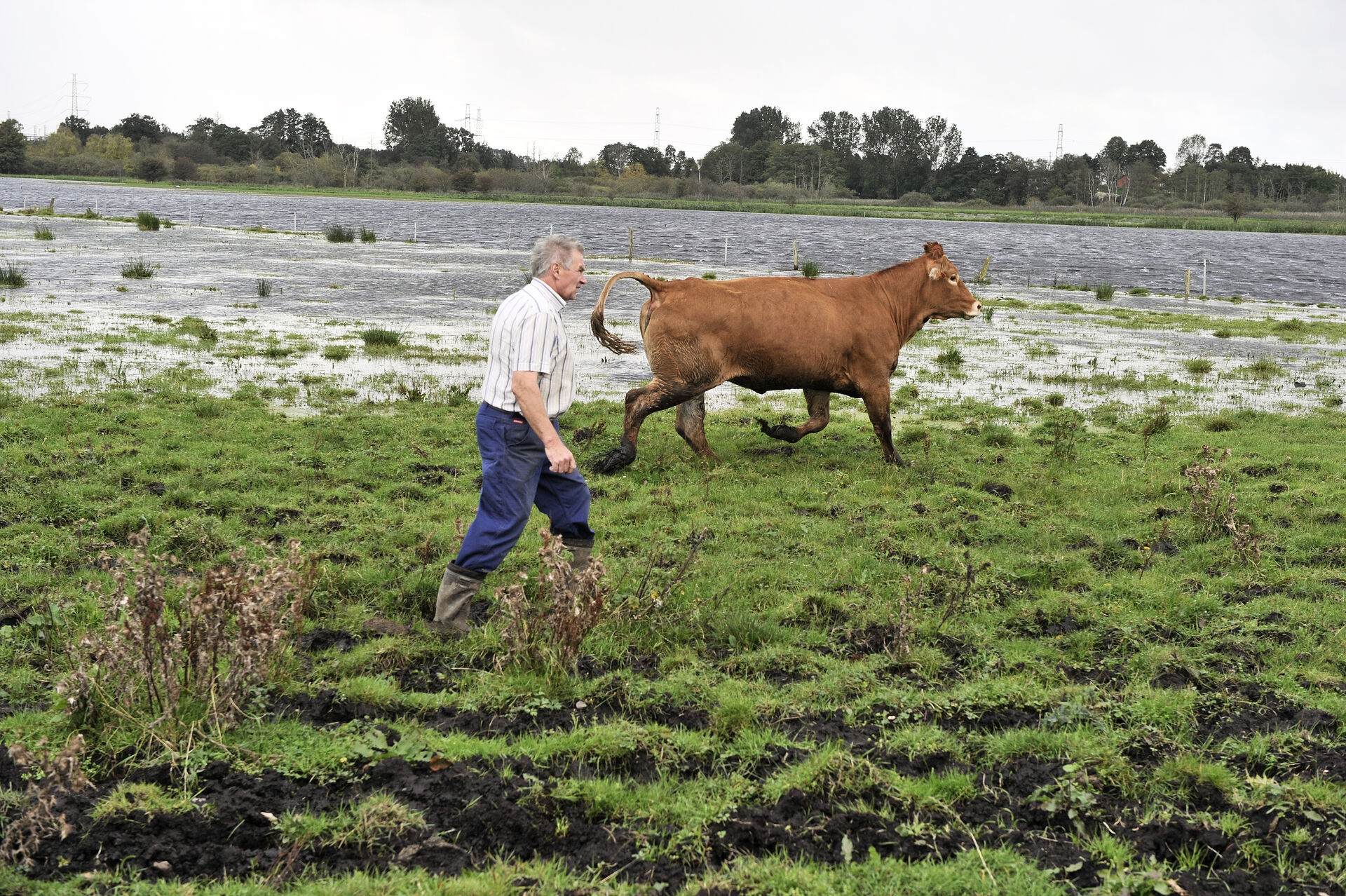 Værebro Å og landmand i vandproblemer