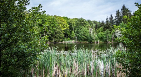 Arboretet