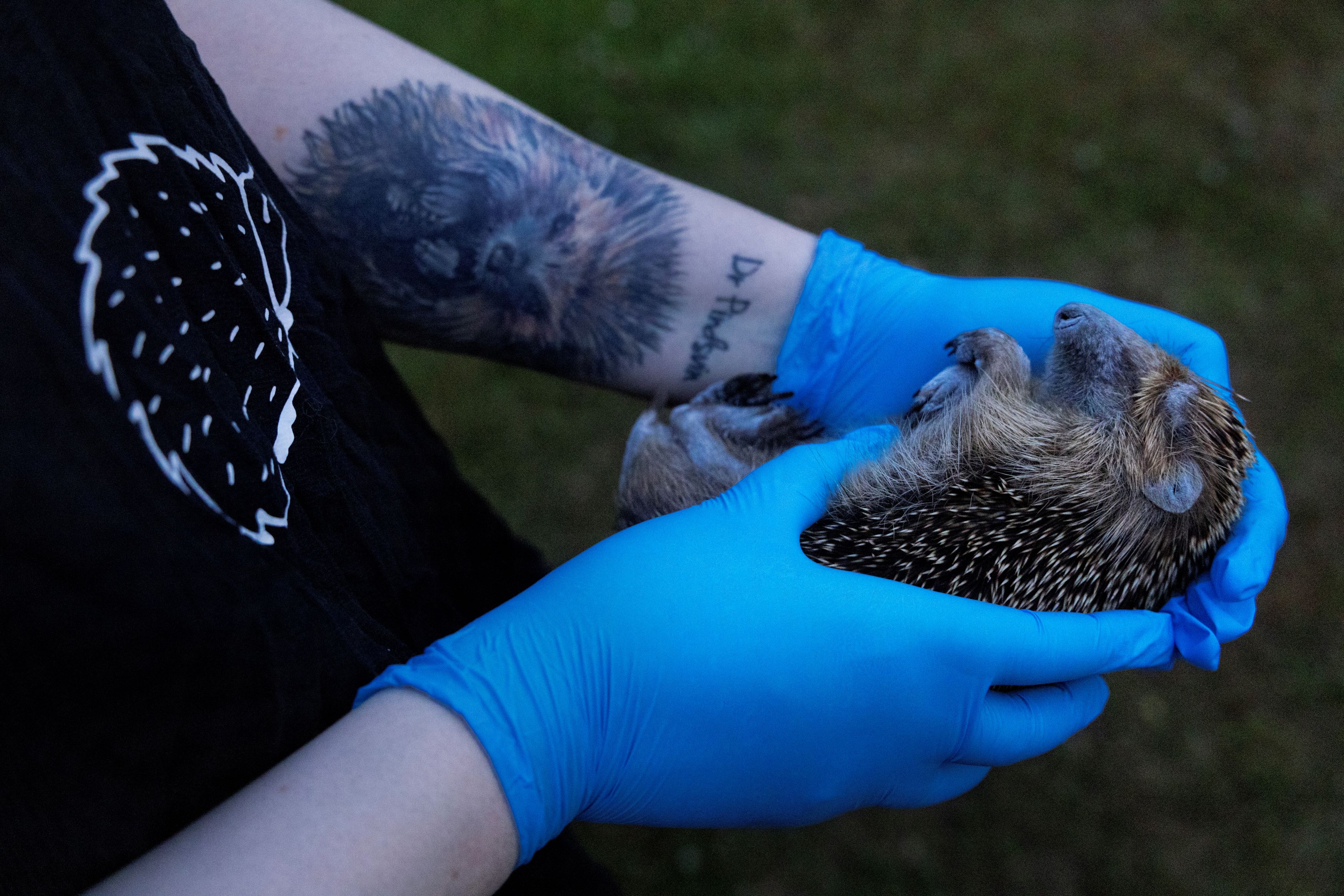 Pindsvin MRSA-bakterier