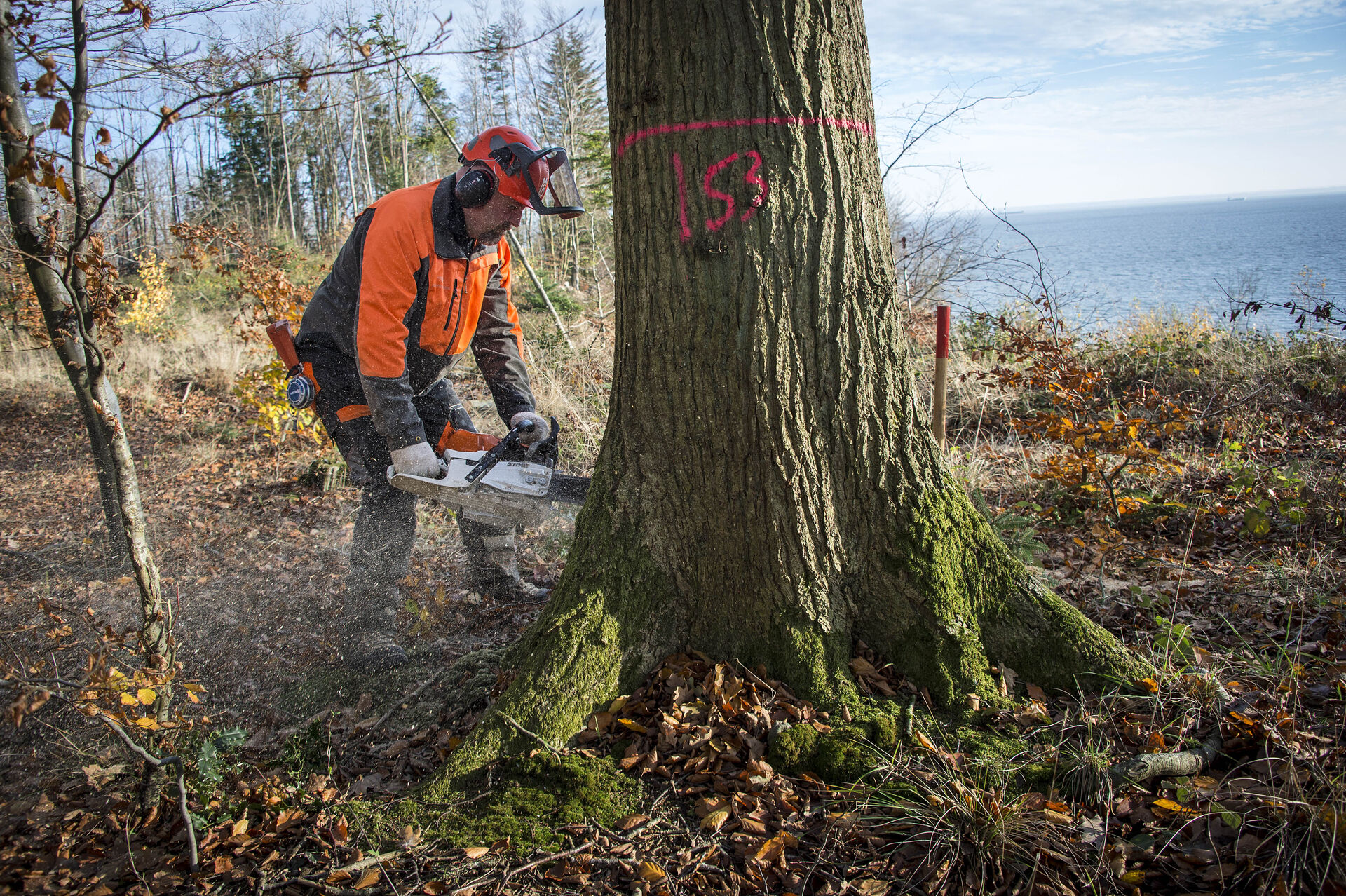 Skovdrift og biomasse