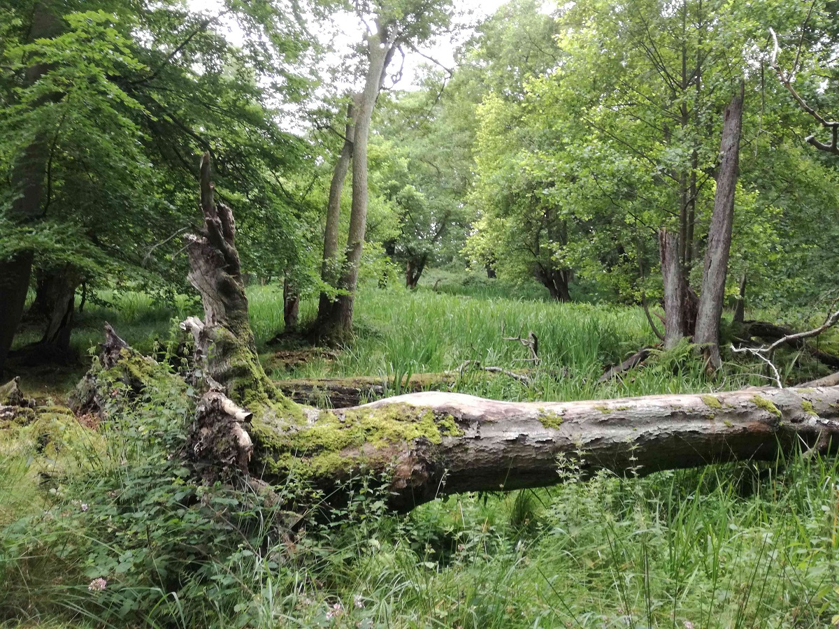 Væltet træstamme i gammel skov