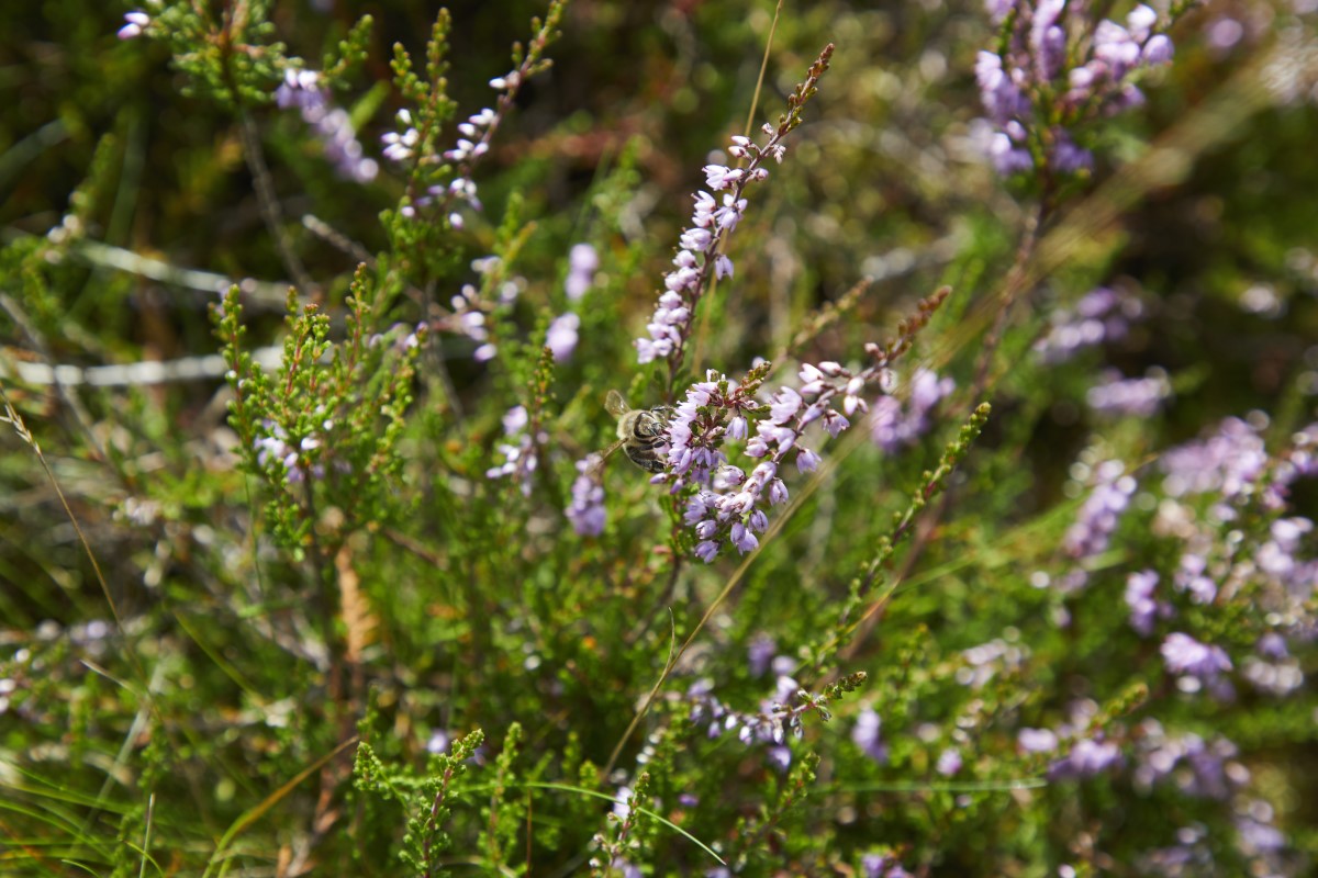 Lilla hedelyng i Hammer Bakker