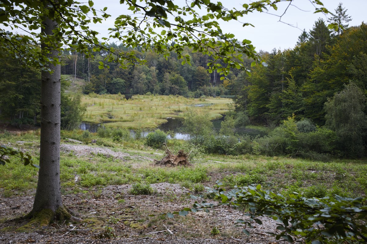 Pebermosen i Hammer Bakker