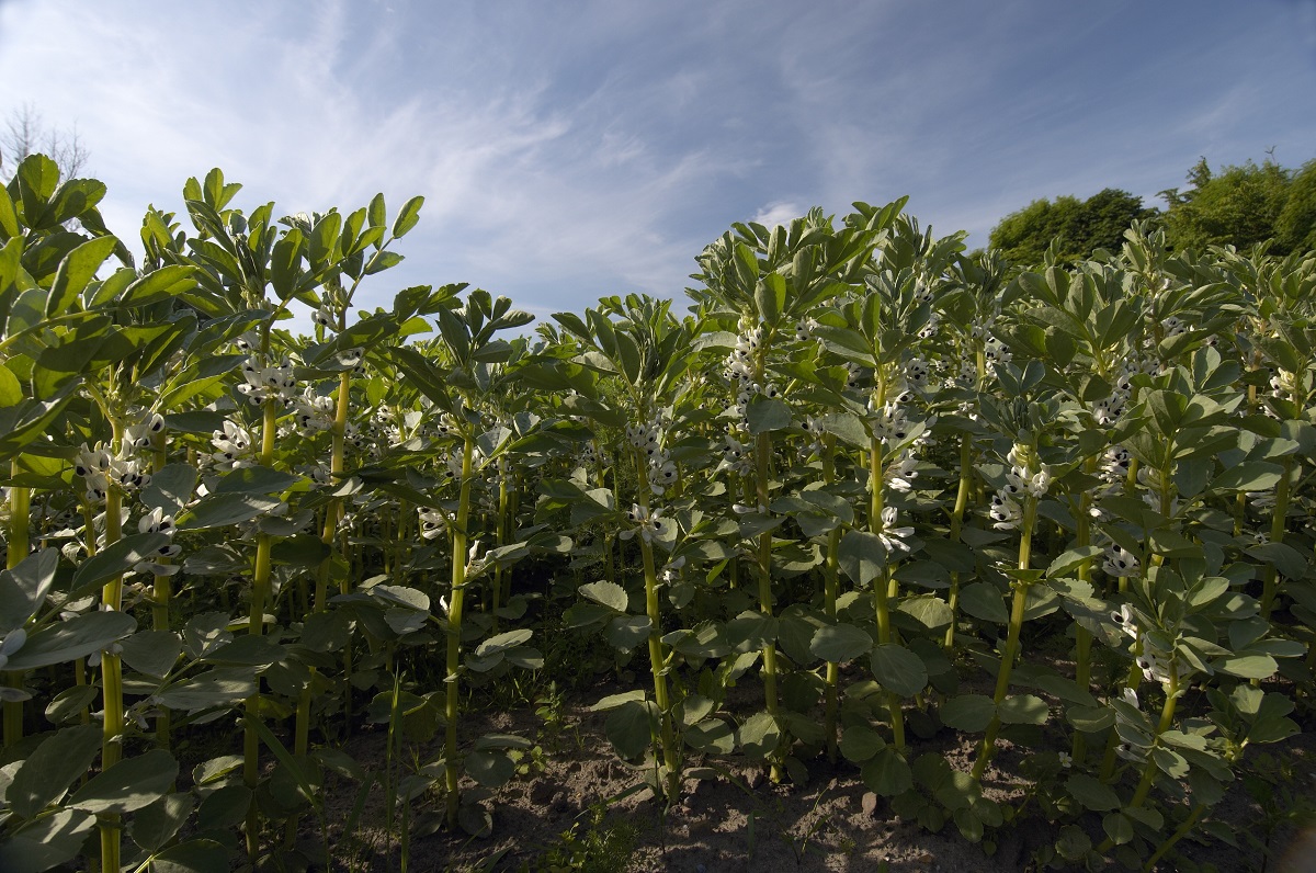 Hestebønner blomstrer