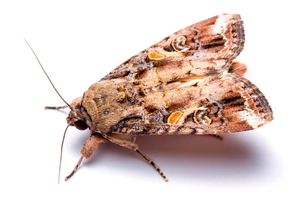 4 Amerikansk Majsugle 12X8