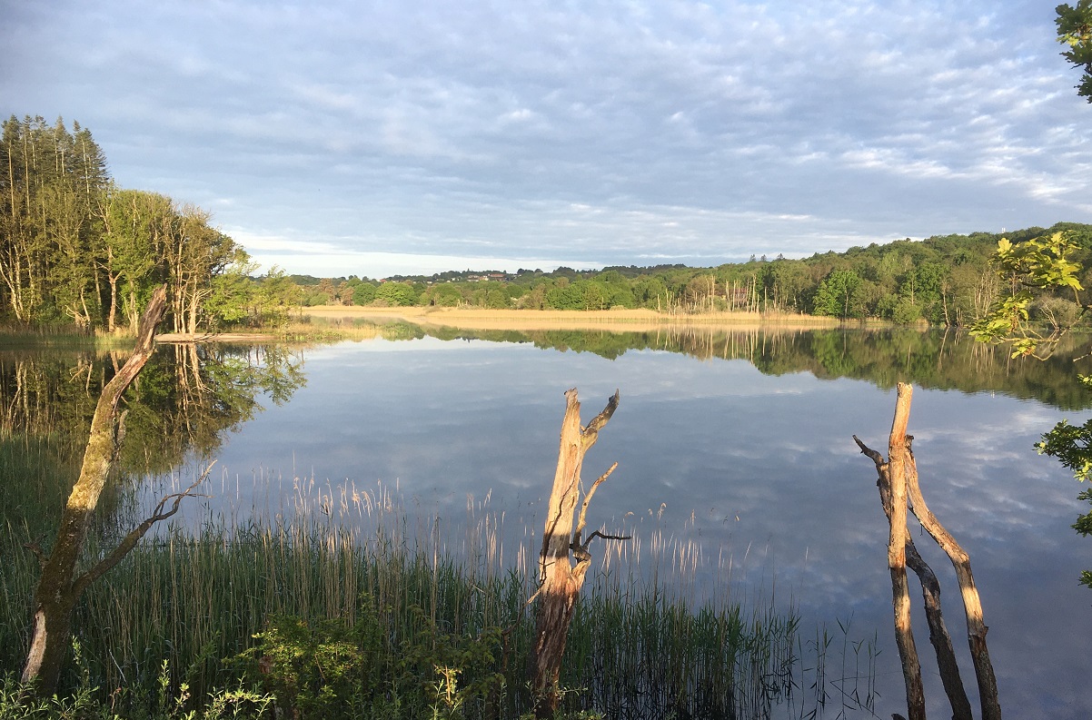Silkeborg Langsø - morgen
