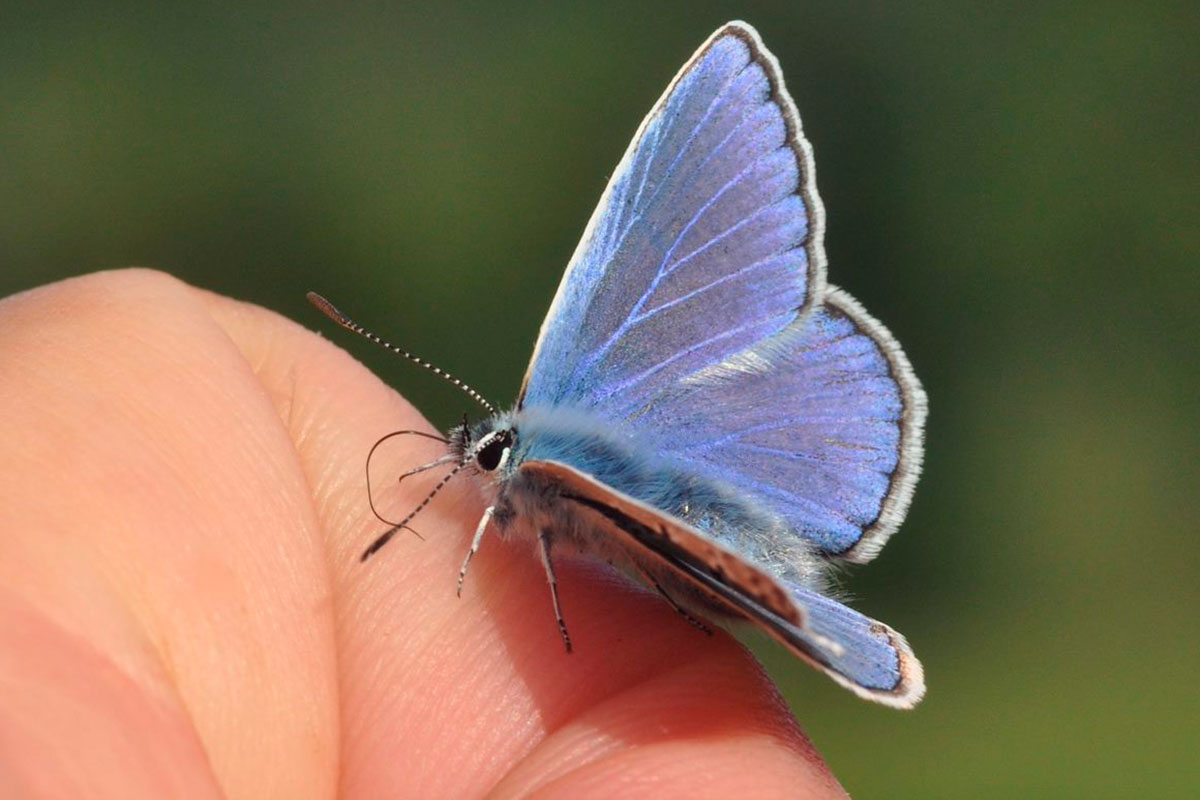 Sommerfuglene Kan Aabne Doeren Almindelig Blaafugl Han Paa Haand 12X8 Foto Michael Stoltze