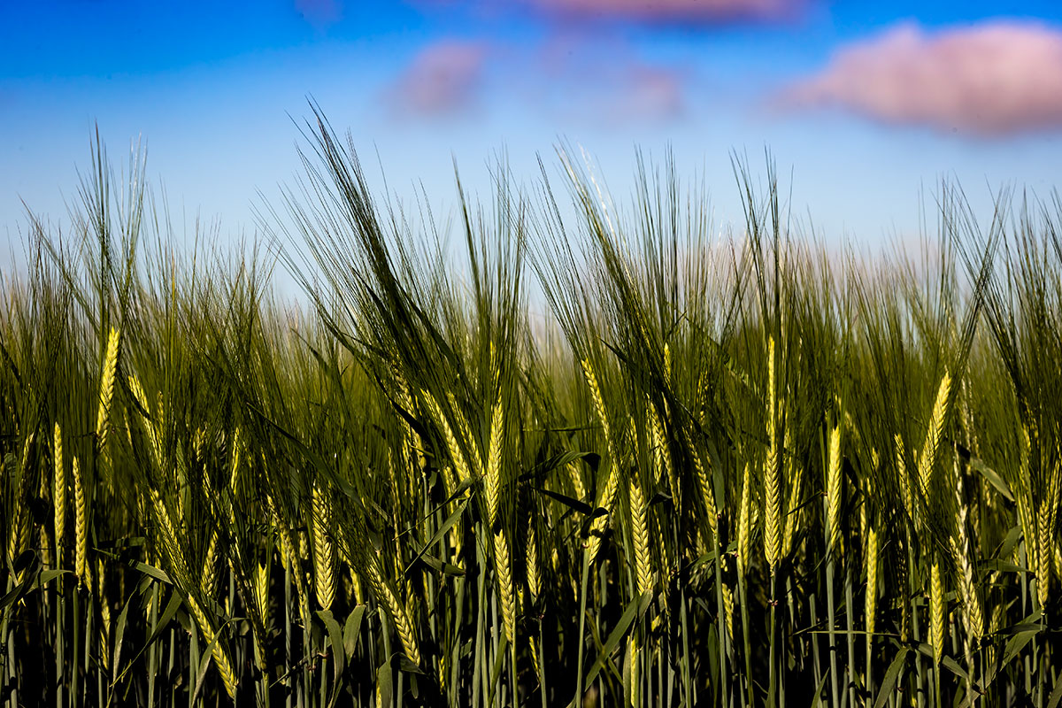 Bygmark 12X8 Kurt Lønstrupbiofotoritzau Scanpix 20220821 153351 7 5472X3648ma