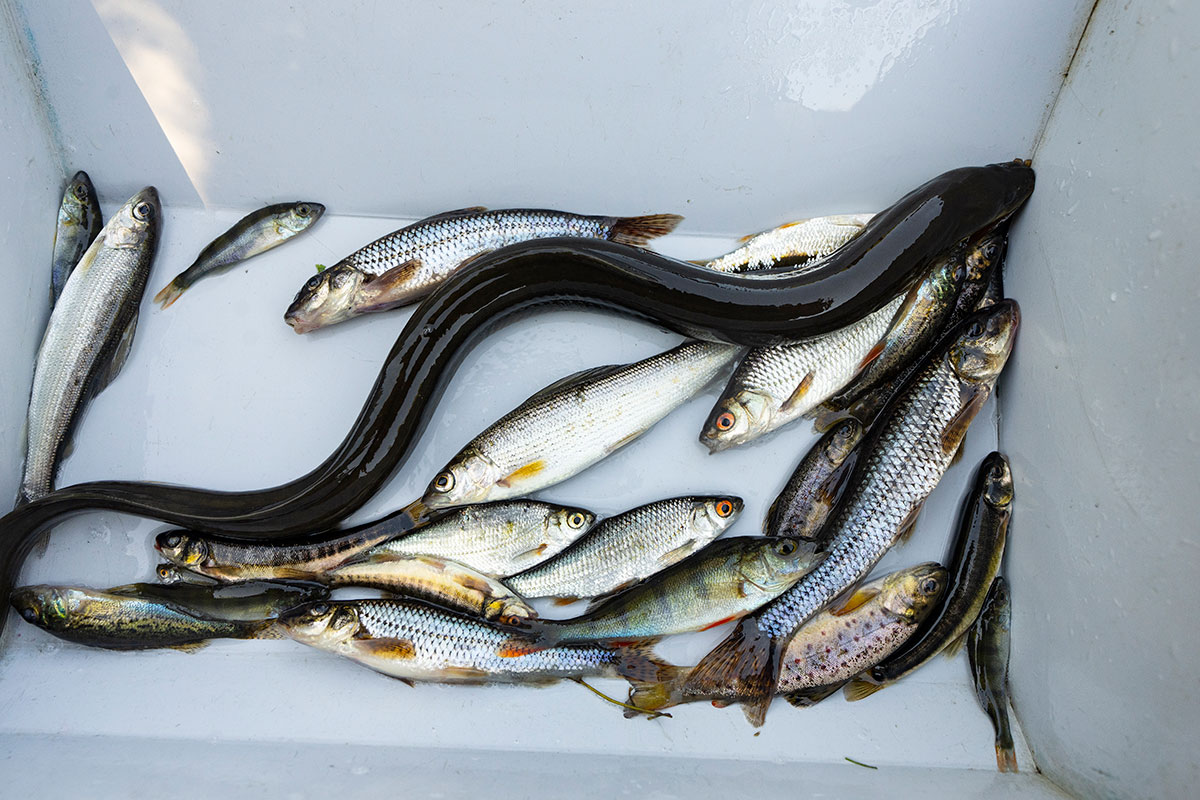 Fisk Fanget 12X8 DTU4234