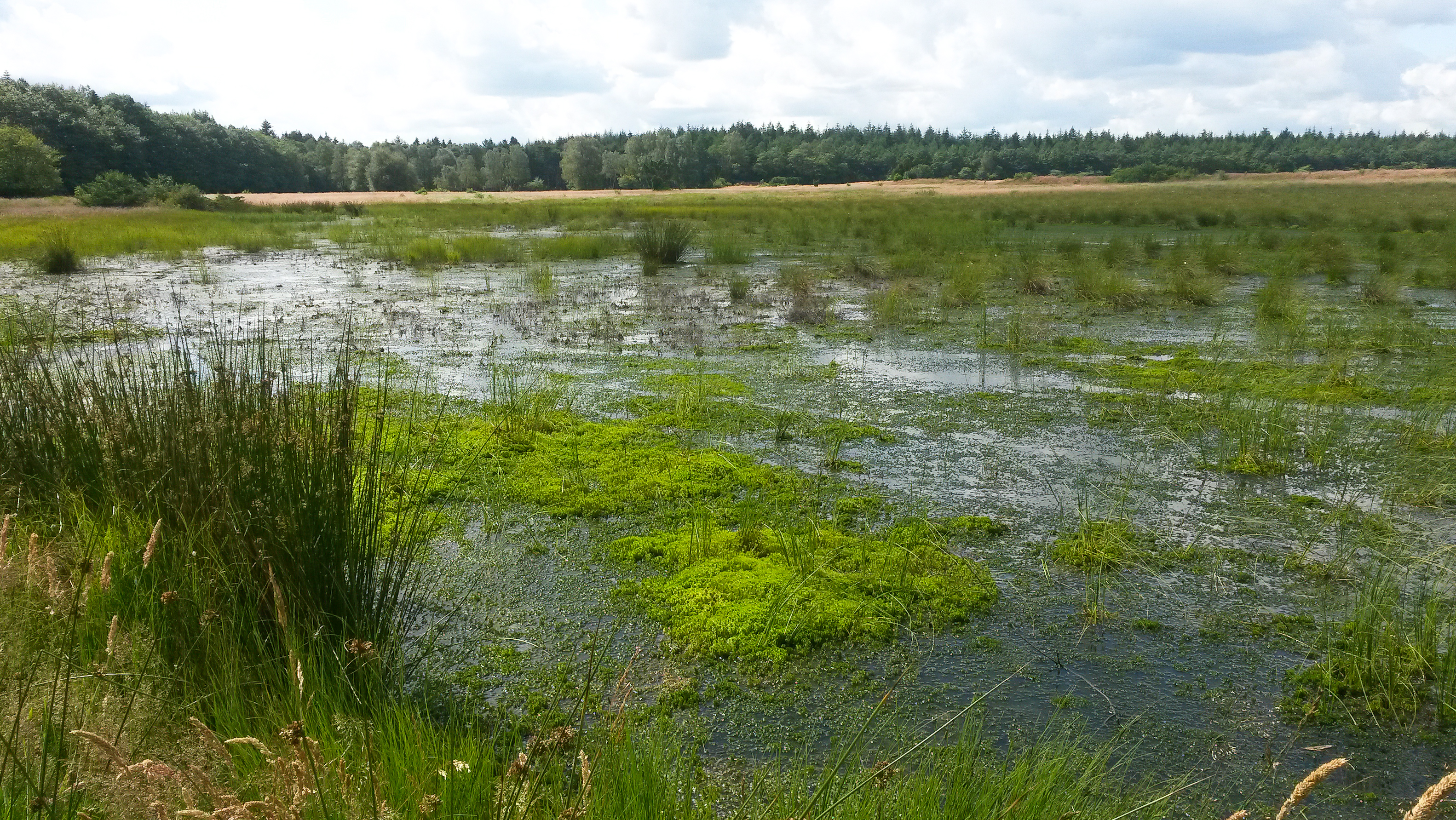 Gråmose Ved Bølling Sø, Engesvang CB64444655