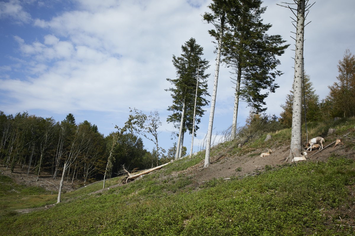 Geder i Hammer Bakker