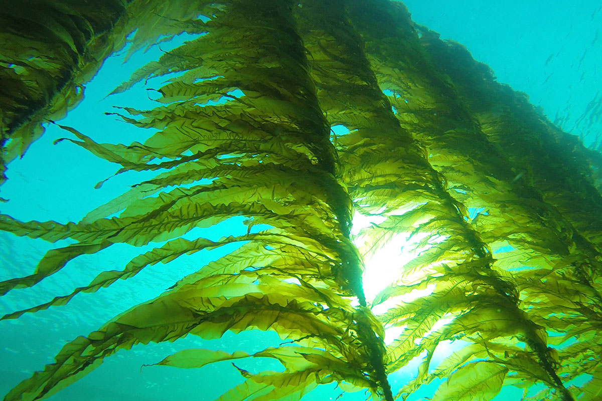 Seapro 3242 Vingetang 12X8