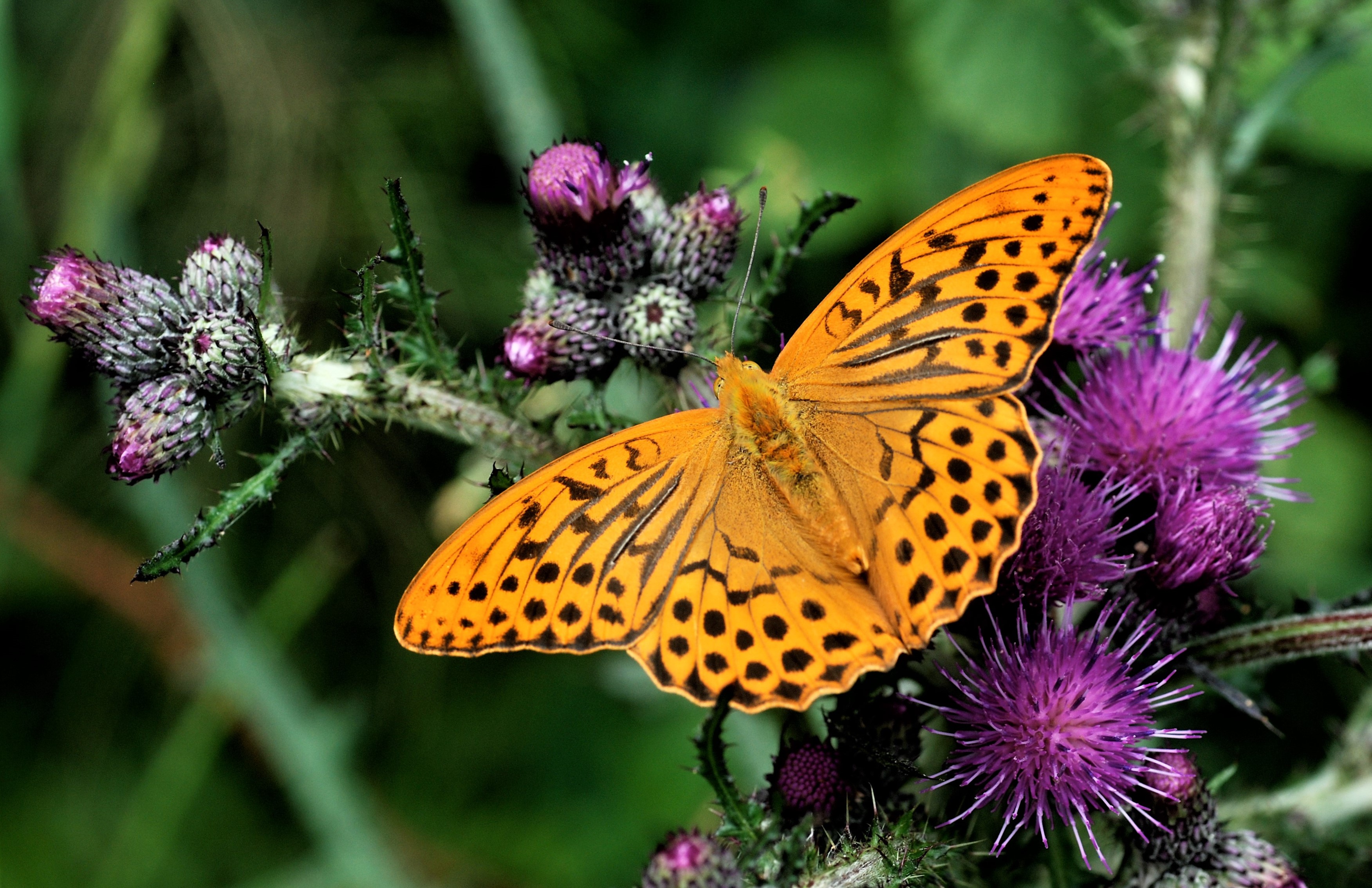 Sommerfuglene Kan Aabne Doeren Kejserkaabe Foto Michael Stoltze