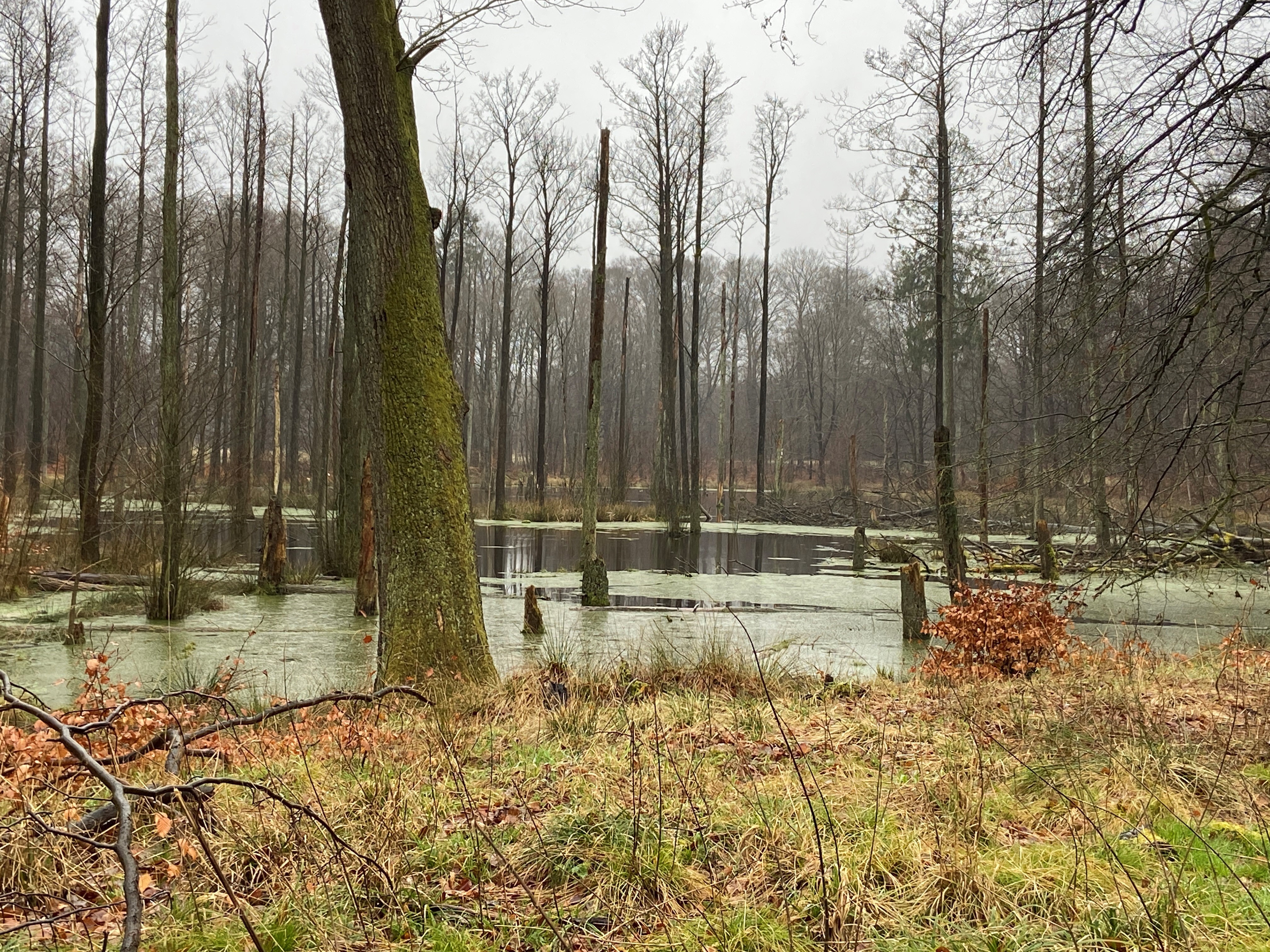 Naturstyrelsen