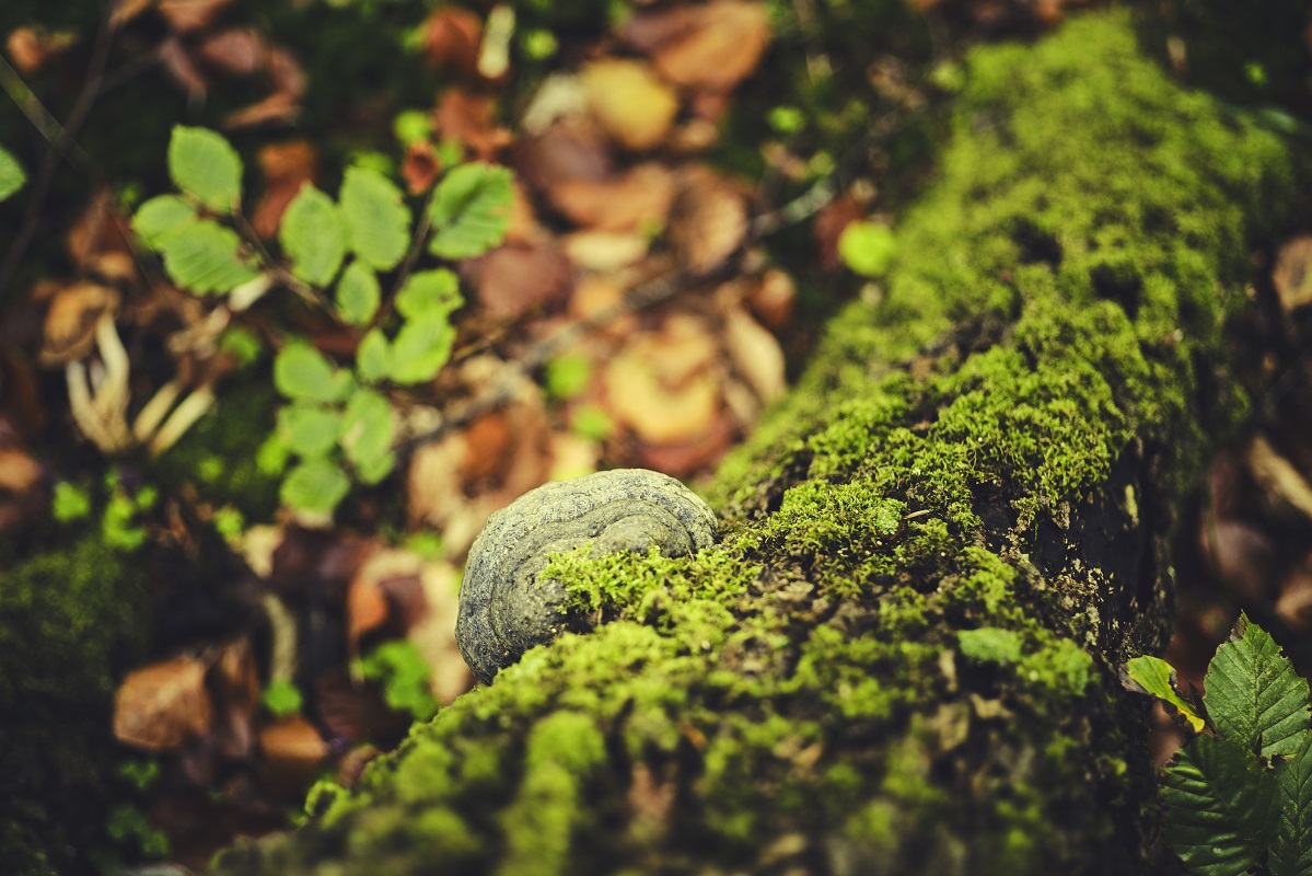 Urørt skov Bidstrupskovene