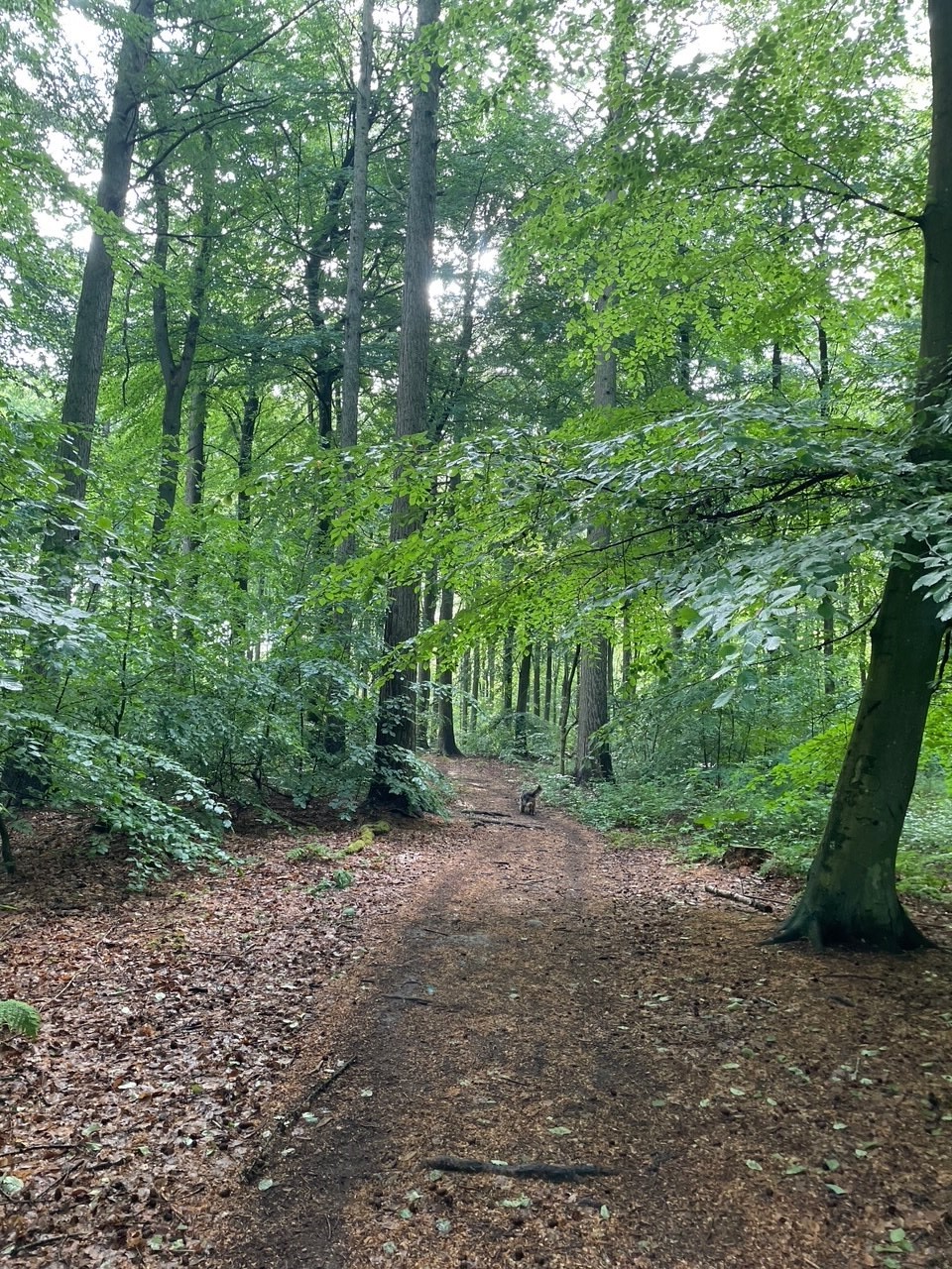 Grøn Trepart Og Skov2