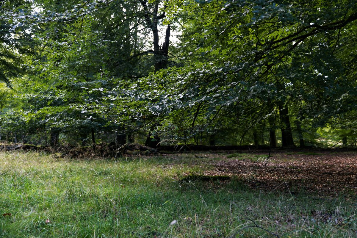 Afgnavning af træer