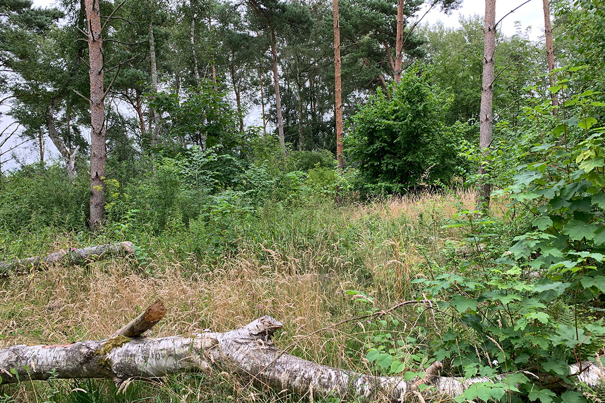 Image00006 Lysning 12X8