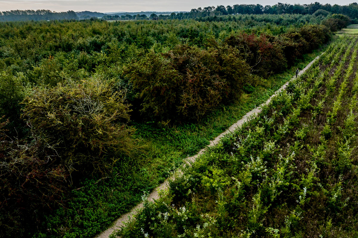 Skovrejsning 12X8 Morten Pape Jysk Fynske Medier Ritzau Scanpix 20230926 100731 3
