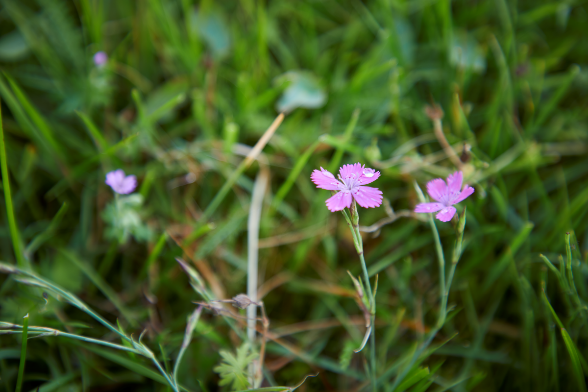 Bakkenellike Vejle Ådal
