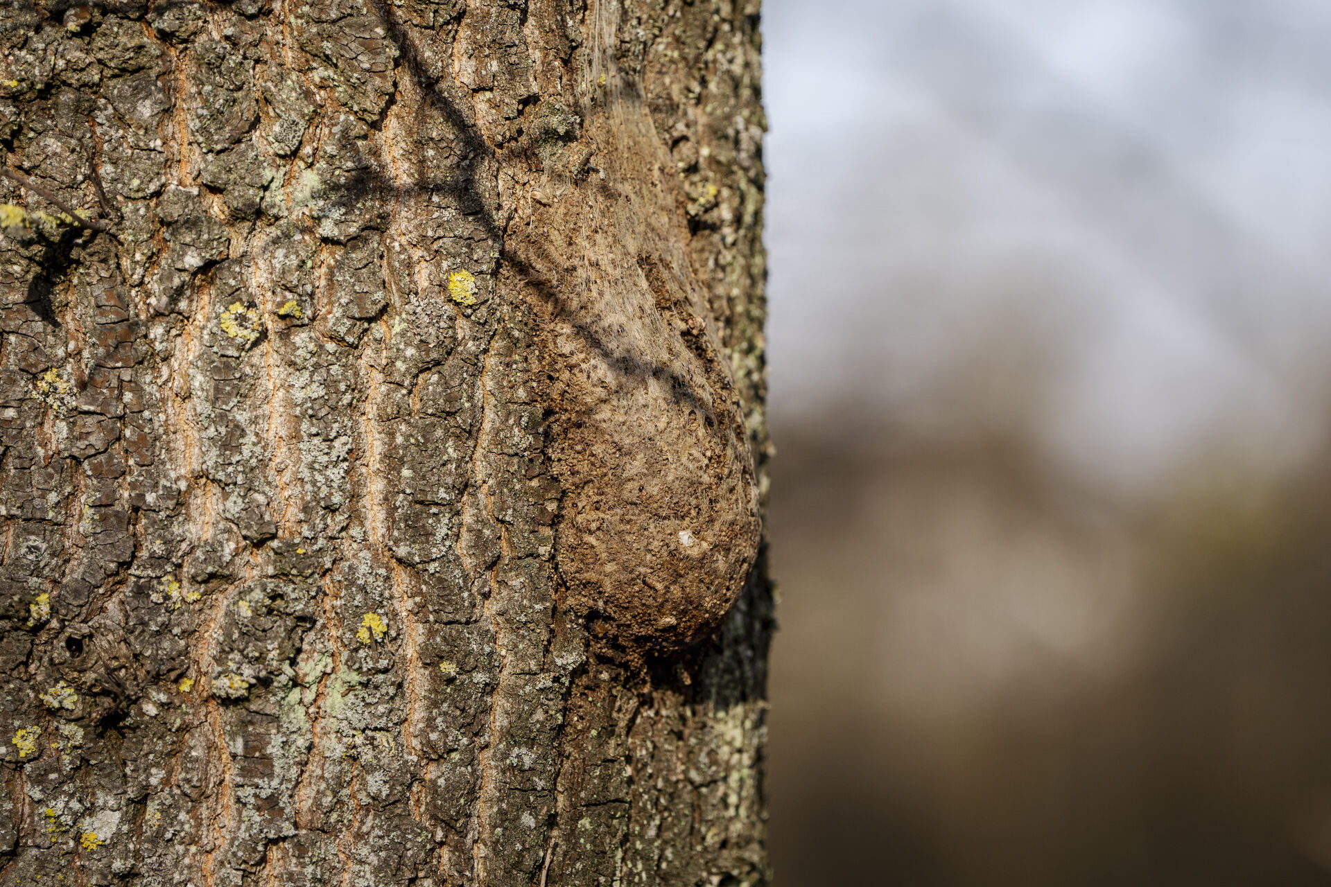 20250220 130822 L 1920X1280web