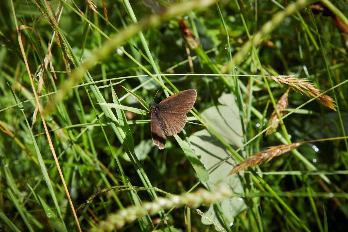 Sommerfugl Vejle Ådal