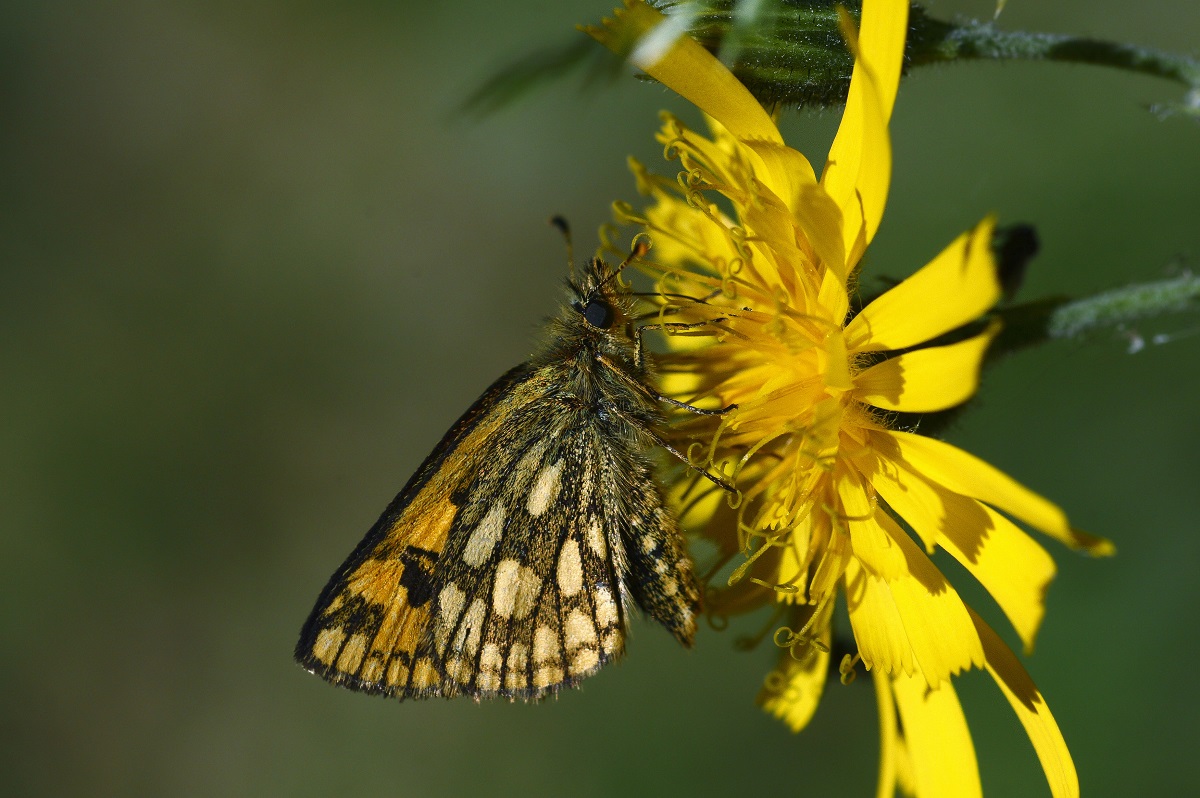 Baaner Sommerfugl Sk
