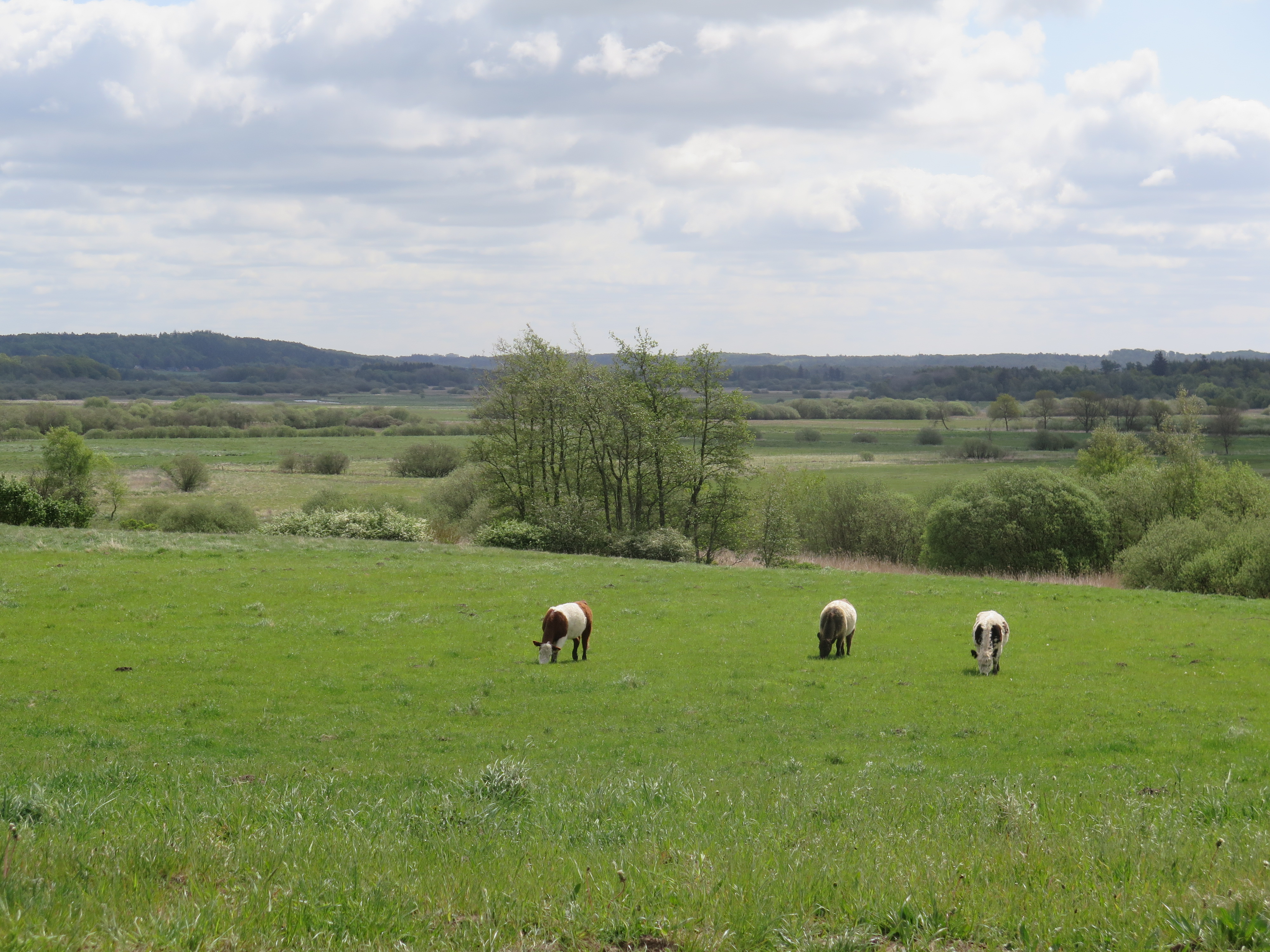 Græsning Nørreådal