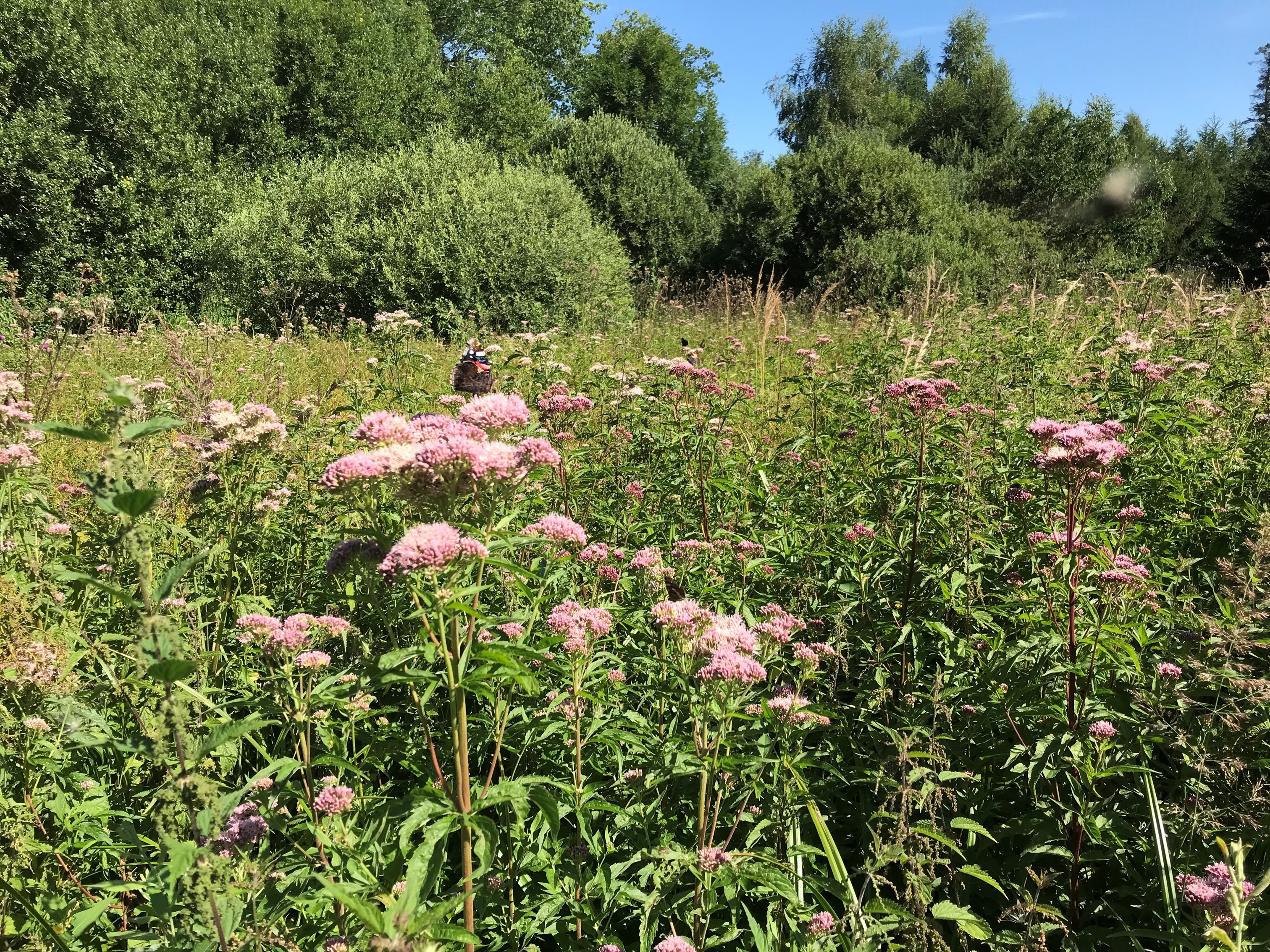 Sommerfugle Lerbjerg Skov