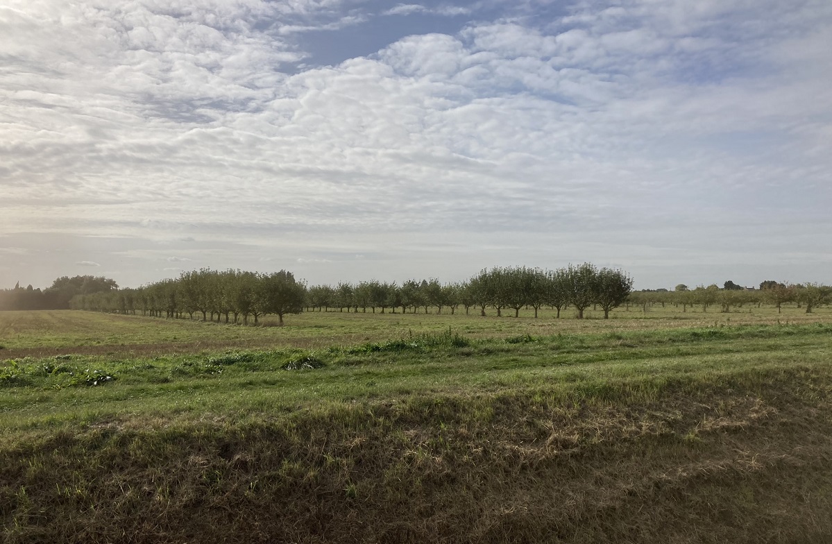 Skovlandbrug med æbletræer og planteavl