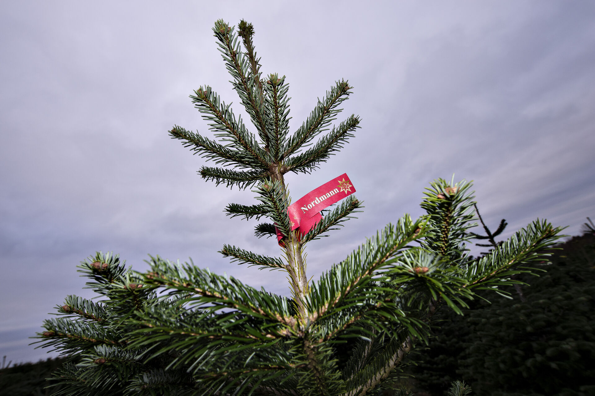 Nordmannsgran