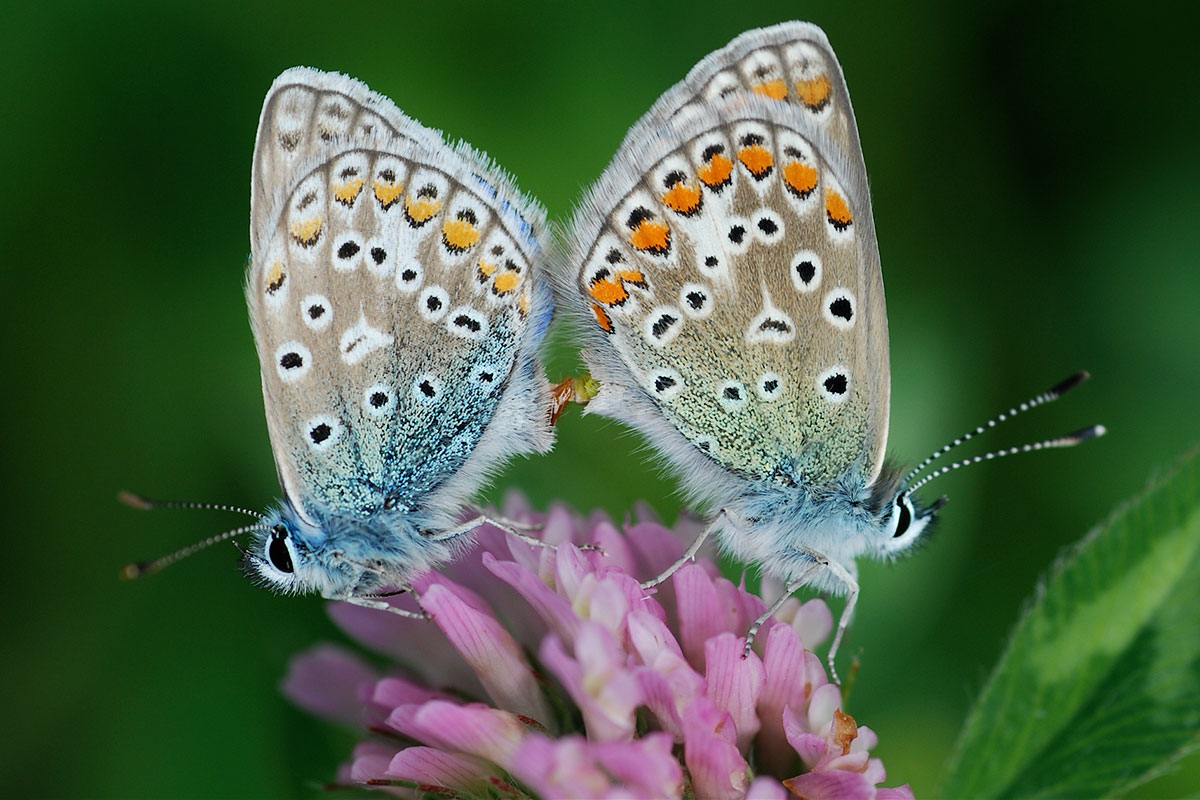 Sommerfuglene Kan Aabne Doeren Almindelige Blaafugle I Parring 12X8 Foto Michael Stoltze