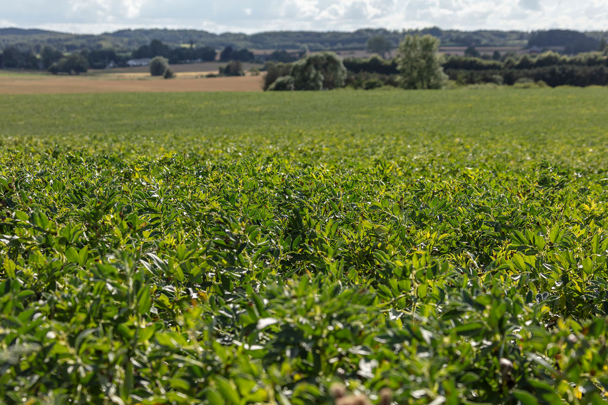 Hesteboenner IKKE TIL SOME 12X8 20200724 142824 5 1920X1280we