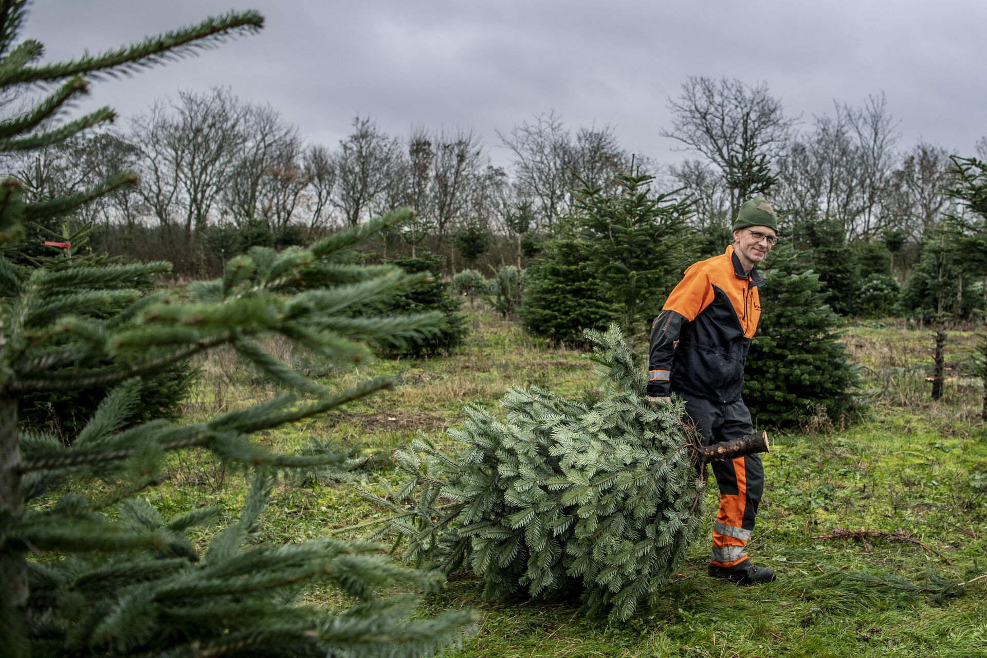Forsidefoto Juletræsplantage
